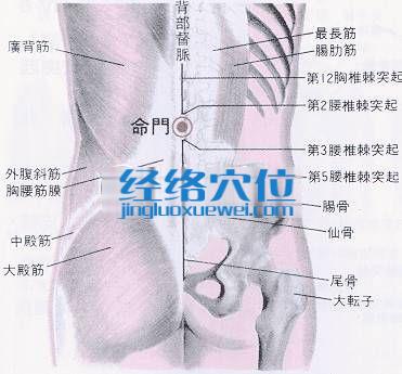 命门穴的位置解剖分析图