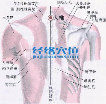 大椎穴的位置解剖分析图
