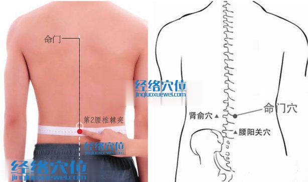 命门穴的准确位置图