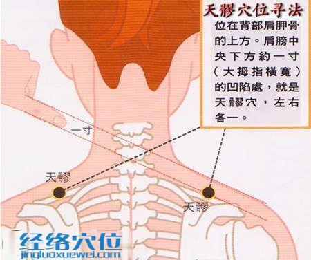 天髎穴的位置图及取穴方法