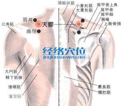 天髎穴的位置解剖分析图