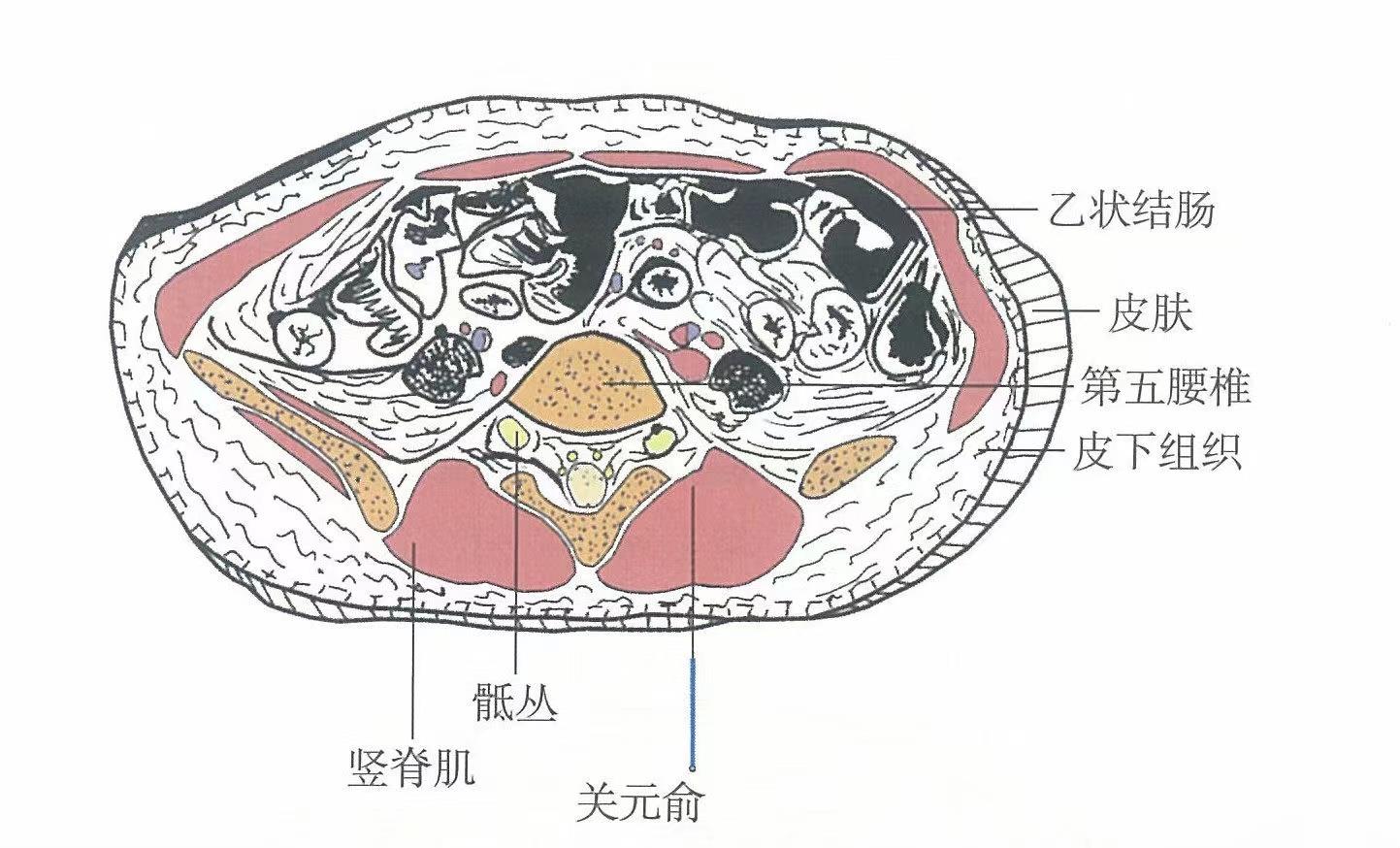 气海和关元的准确位置与功效