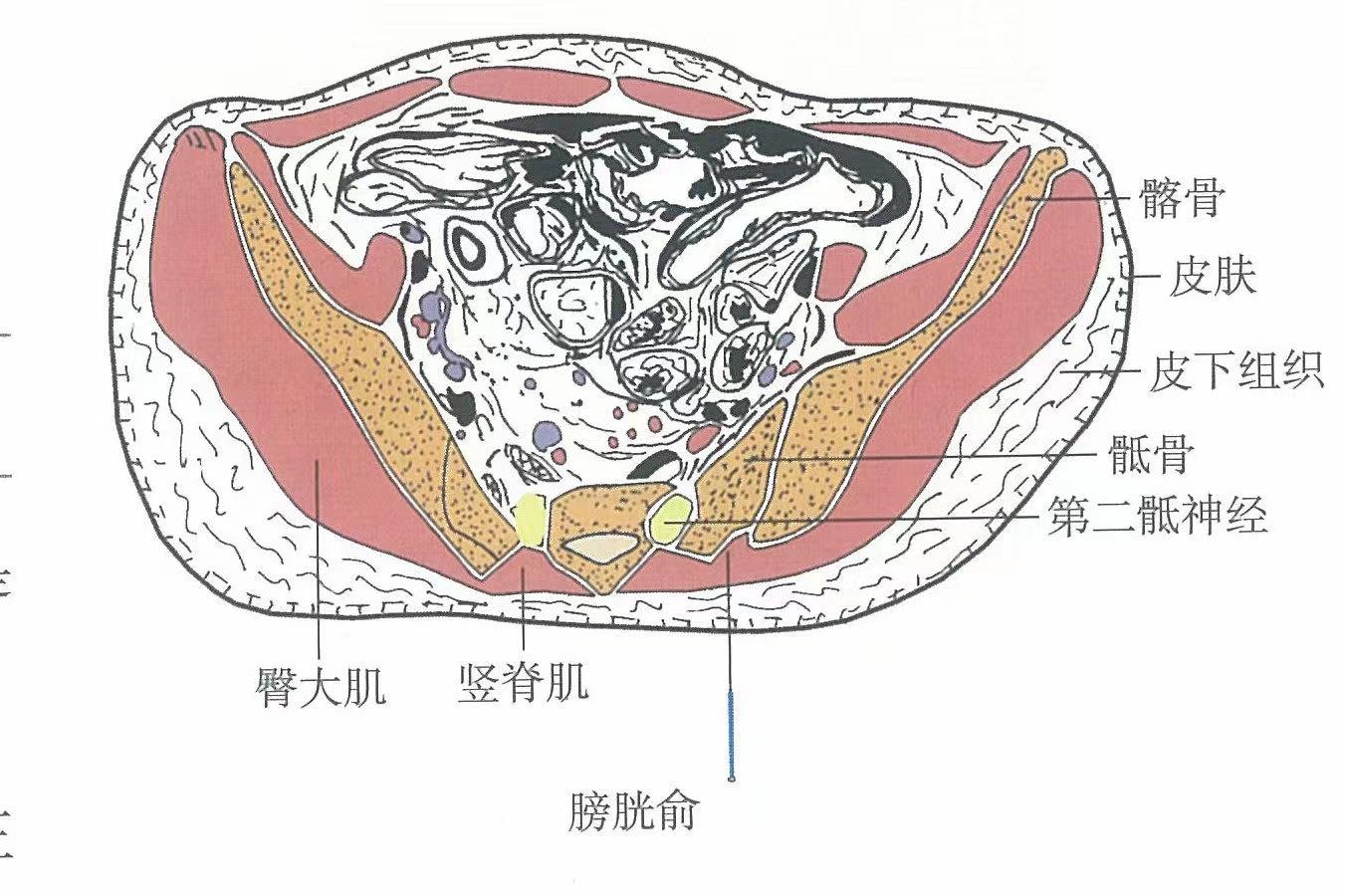 二、膀胱的结构-泌尿男生殖系统创伤-医学