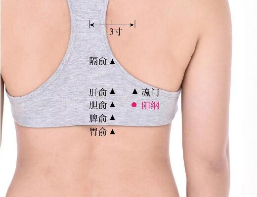 阳纲的准确位置图及功效视频