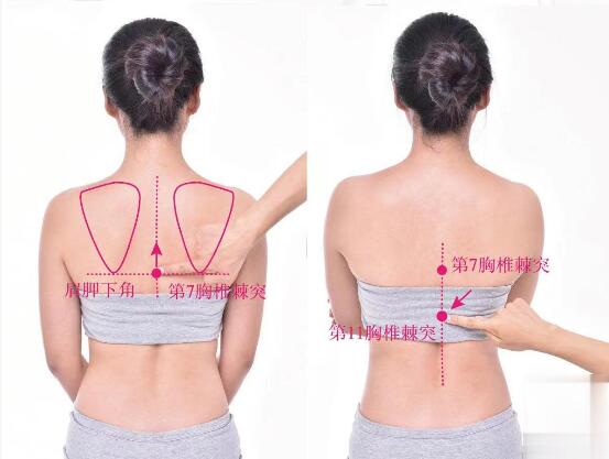 脊中的准确位置图及功效视频位位置图