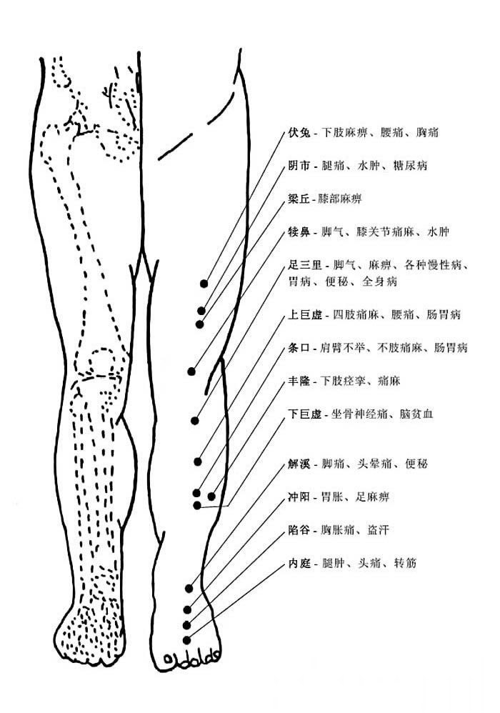 人体腿部穴位图及作用功效