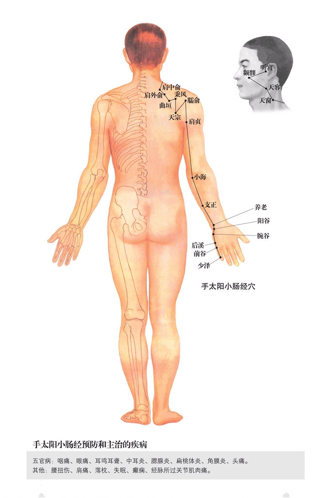 手太阳小肠经穴位图