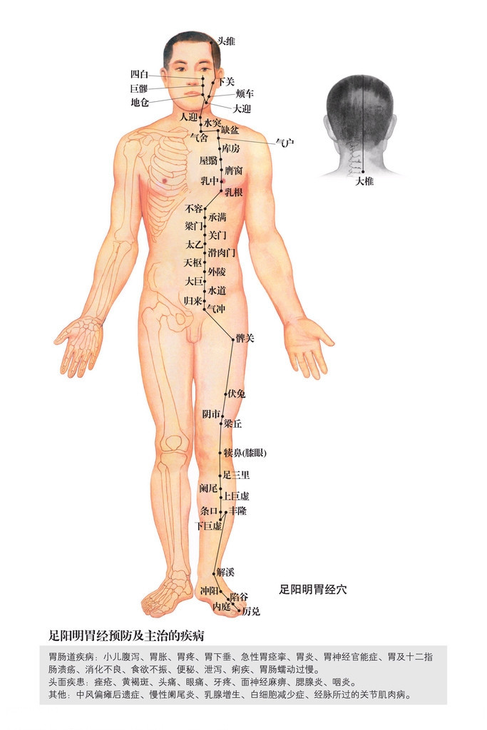 足阳明胃经穴位图