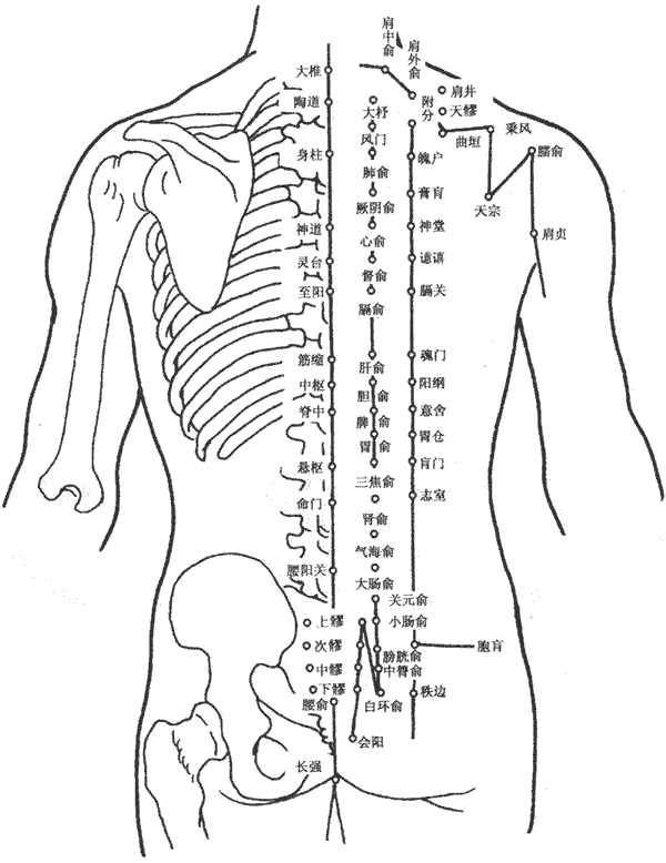 人体背部【穴位图】