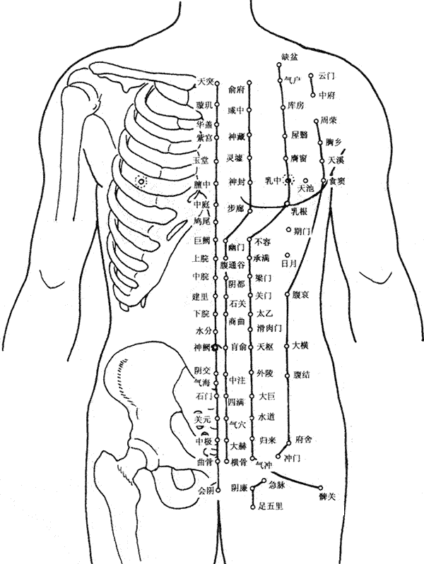人体胸部腹部穴位图