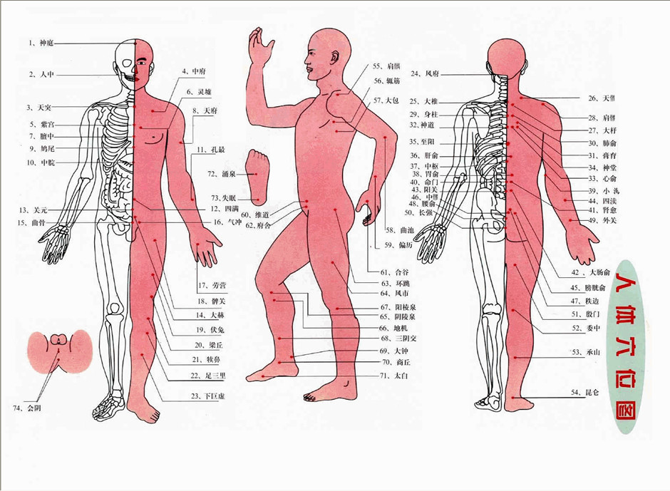 人体穴位结构图