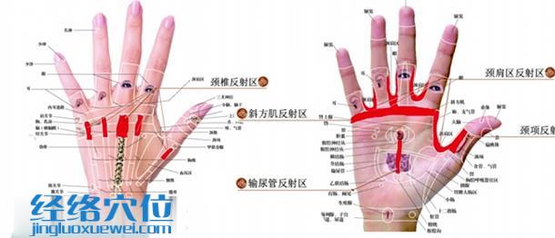  手部理疗法：刺激手部的颈椎反射区 ,颈肩区反射区，颈项反射区，斜方肌反射区，输尿管反射区可以有效缓解颈椎病