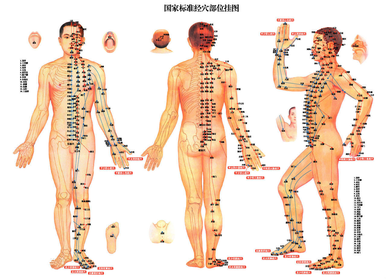 十二经络的走向图