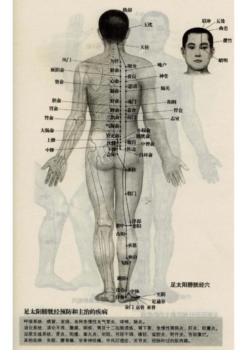 12经络图